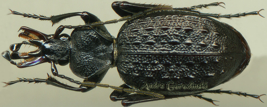 http://www.gorodinski.ru/carabidae/Cychrus inexpectatior.jpg